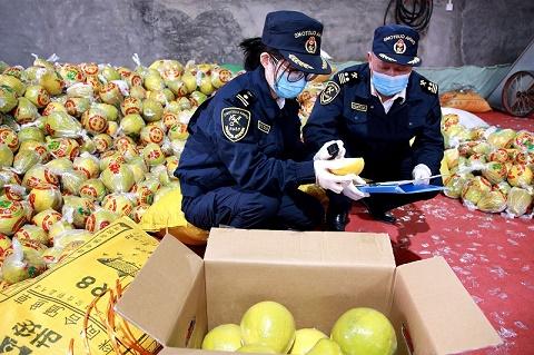 金柚出口|梅州金柚首次出口,开拓“一带一路”市场